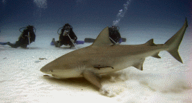 Diving with bullsharks and Playa Scuba