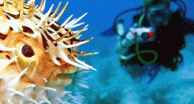 Diving in Cozumel with Playa Scuba