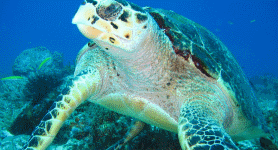 Diving in Playa del Carmen with Playa Scuba